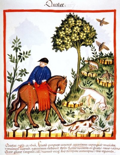Wachteln, Illustration aus Tacuinum Sanitatis Codex Vindobonensis von Italian School